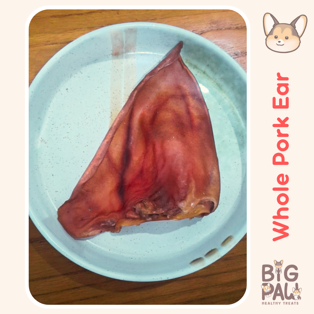 Berbagai pertimbangan dan manfaat kuping babi/pork ear natural dog chew anabul kamu. Pemberian pork ear sebagai dog chew dapat memberikan nutrisi seperti protein, zat besi, dan omega-3 yang mendukung kesehatan kulit, bulu, dan jantung anjing. Selain itu, telinga babi juga berperan penting dalam menjaga kebersihan gigi dan gusi serta mengalihkan kebiasaan mengunyah yang merusak. Dengan komposisi alami tanpa bahan kimia berbahaya, telinga babi adalah pilihan camilan yang aman dan bermanfaat bagi anjing dari berbagai ukuran dan ras